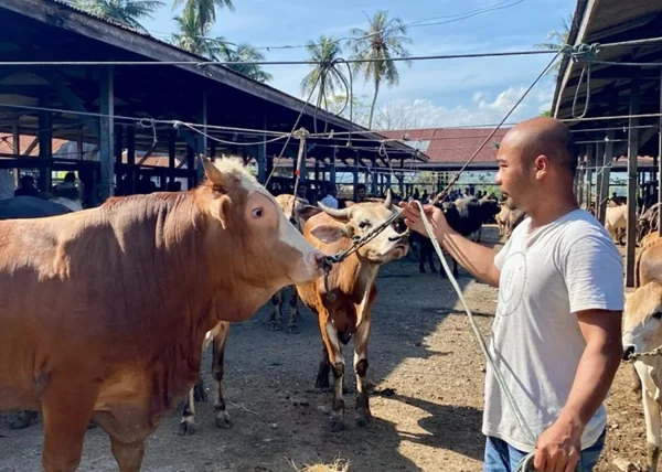 Bantuan Sapi Meugang dari Presiden Prabowo untuk Daerah Terdampak Bencana (Dok : Int).