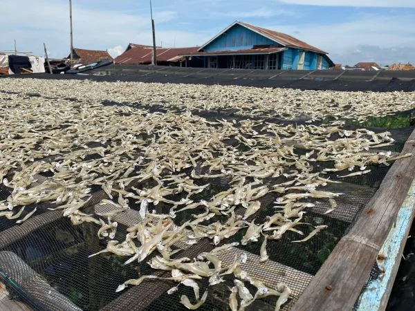 Sentuhan Tangan Para Ibu di Kampung Siabang, Ubah Hasil Laut Jadi Komoditas Ikan Asin Bernilai Tinggi
(Foto : Rani Kabar Sumatra)