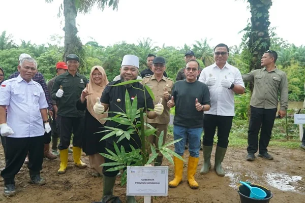 Gubernur Bengkulu Helmi Hasan memimpin gerakan menanam bibit pohon (Dok : Ist).