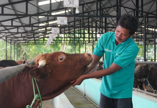 Jual Sapi Kurban 2026: Peternak Binaan BSI Maslahat Siapkan Hewan Ternak Sehat
(Foto: BSI Maslahat)