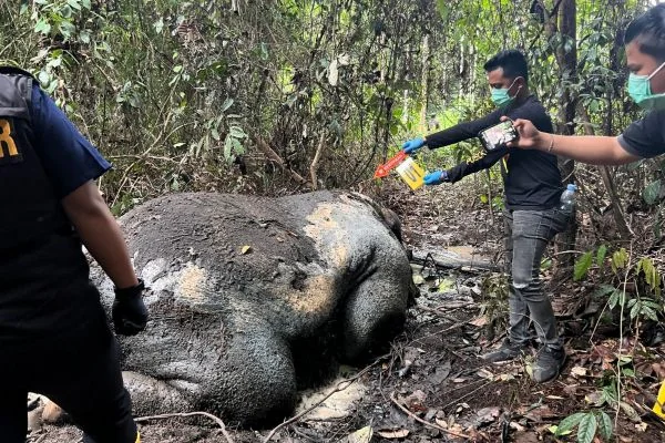 Penyelidikan kasus gajah mati tanpa kepala (Dok : Ist).