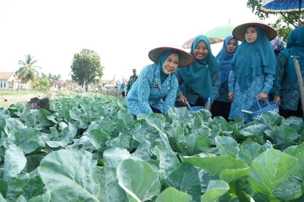 Feby Deru Panen Kembang Kol dan Lele di OKU Timur, Dorong Ketahanan Pangan (Foto: Dok Pemprov Sumsel)