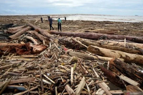 Kayu gelondongan yang terbawa arus banjir di Sumbar (Dok : Int).