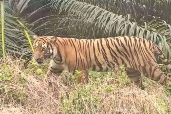 Kemunculan harimau  sumatera di sekitar pemukiman warga (Dok : Int).