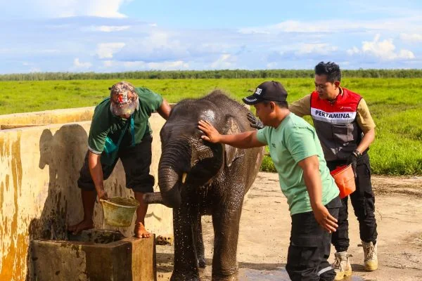 Komitmen Jaga Gajah Sumatera, Kilang Plaju Aktif Rawat Warisan Alam Sumsel (Foto: Dok Pertamina Patra Niaga Kilang Plaju)