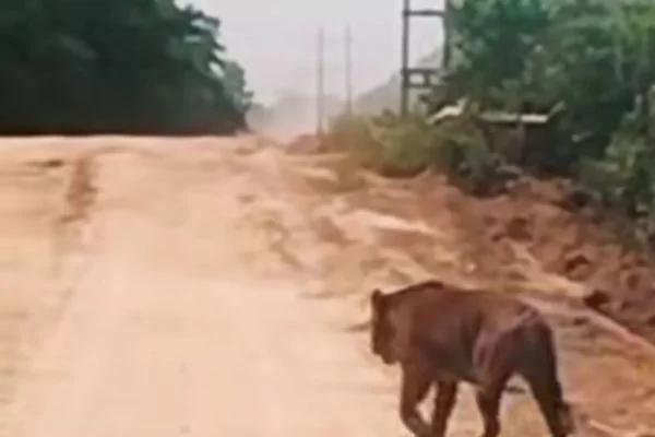Harimau Sumatera berukuran besar di jalur akses Water Injection Plant (WIP) Zamrud, Kabupaten Siak (Dok : ist).