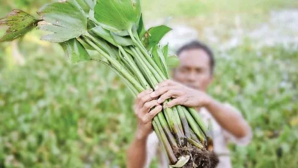 Inovasi Eceng Gondok Binaan Pertamina Kilang Plaju Raih Penghargaan Emas (Foto : Pertamina Kilang Plaju)