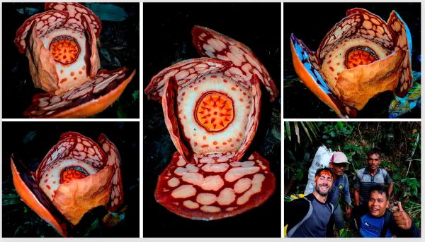 Survei BRIN di Sumbar Ungkap Rafflesia hasseltii Mekar, Indonesia Berpotensi Punya Spesies Baru?