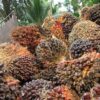 TBS Sawit Riau Naik 3,16 Persen, Harga Tertinggi Sentuh Rp4.075 per Kg