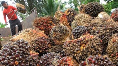 Harga TBS Sawit Riau Tembus Rp 3.467/Kg, CPO Jadi Pendorong Utama