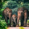 Krisis Konservasi? Dalam 7 Bulan, 3 Anak Gajah Sumatera Mati di Riau