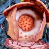 13 Tahun Menjelajah Hutan, Ilmuwan Akhirnya Menemukan Rafflesia Hasseltii yang Legendaris di Sumbar
