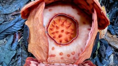 13 Tahun Menjelajah Hutan, Ilmuwan Akhirnya Menemukan Rafflesia Hasseltii yang Legendaris di Sumbar