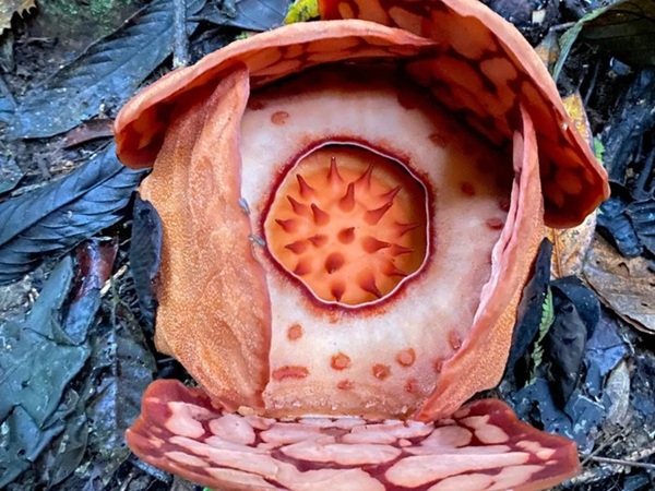 13 Tahun Menjelajah Hutan, Ilmuwan Akhirnya Menemukan Rafflesia Hasseltii yang Legendaris di Sumbar