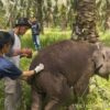 Penyebab Kematian Anak Gajah Laila Terungkap, Positif Terinfeksi Virus EEHV
