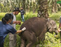 Penyebab Kematian Anak Gajah Laila Terungkap, Positif Terinfeksi Virus EEHV