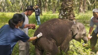 Penyebab Kematian Anak Gajah Laila Terungkap, Positif Terinfeksi Virus EEHV