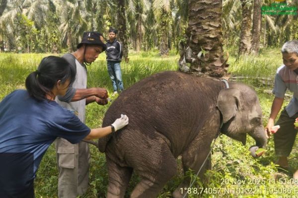 Penyebab Kematian Anak Gajah Laila Terungkap, Positif Terinfeksi Virus EEHV