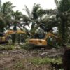 Pemerintah Mulai Relokasi Lahan di Tesso Nilo, Sawit Ditebang dan Pohon Ditanam