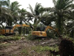 Pemerintah Mulai Relokasi Lahan di Tesso Nilo, Sawit Ditebang dan Pohon Ditanam