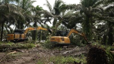 Pemerintah Mulai Relokasi Lahan di Tesso Nilo, Sawit Ditebang dan Pohon Ditanam