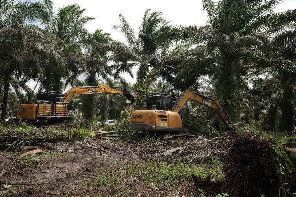 Pemerintah Mulai Relokasi Lahan di Tesso Nilo, Sawit Ditebang dan Pohon Ditanam