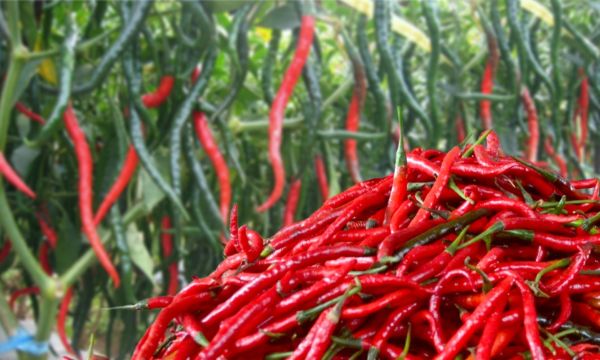 Harga Cabai Melonjak Jelang Nataru, Pemprov Riau Datangkan 2 Ton Cabai Merah dari Sleman