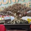Dialog Manusia dan Alam dalam Seni Bonsai di Homeland of Melayu II