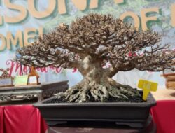 Dialog Manusia dan Alam dalam Seni Bonsai di Homeland of Melayu II
