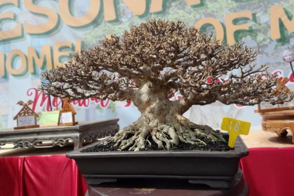 Dialog Manusia dan Alam dalam Seni Bonsai di Homeland of Melayu II