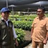 Pulihkan Tesso Nilo, Menhut Siapkan Bibit Pohon Pengganti Sawit