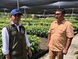 Pulihkan Tesso Nilo, Menhut Siapkan Bibit Pohon Pengganti Sawit
