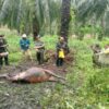Harimau Sumatera Diduga Serang Sapi Warga, BBKSDA Riau Pasang Kamera Trap di Lokasi
