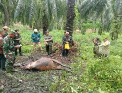 Harimau Sumatera Diduga Serang Sapi Warga, BBKSDA Riau Pasang Kamera Trap di Lokasi