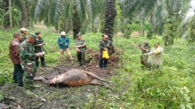 Harimau Sumatera Diduga Serang Sapi Warga, BBKSDA Riau Pasang Kamera Trap di Lokasi