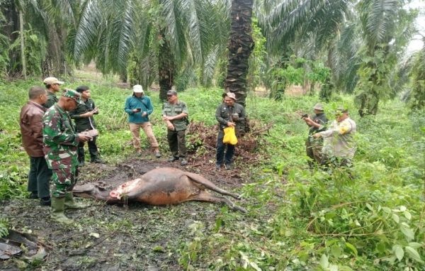 Harimau Sumatera Diduga Serang Sapi Warga, BBKSDA Riau Pasang Kamera Trap di Lokasi