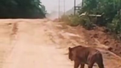 Harimau Sumatera Muncul di Jalur WIP Zamrud Siak, BBKSDA Riau Cek Lokasi