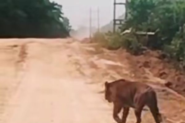 Kemunculan Harimau Sumatera Meningkat, Pemprov Riau Tegaskan Larangan Pasang Jerat