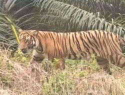 Harimau Sumatera Muncul Lagi di Pelalawan Riau, BBKSDA Turunkan Tim Mitigasi