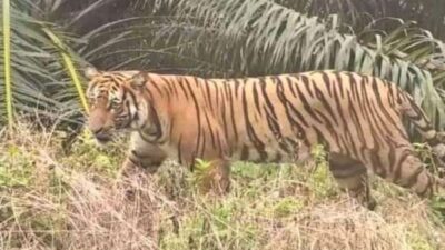 Harimau Sumatera Muncul Lagi di Pelalawan Riau, BBKSDA Turunkan Tim Mitigasi