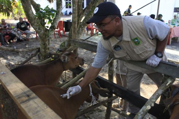 304 Kasus PMK Sepanjang 2025, Riau Targetkan 44.700 Ternak Divaksin