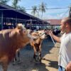 Aceh Terima Rp72,75 Miliar Bantuan Sapi Meugang dari Presiden Prabowo untuk Daerah Terdampak Bencana