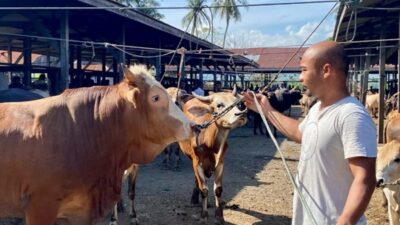 Aceh Terima Rp72,75 Miliar Bantuan Sapi Meugang dari Presiden Prabowo untuk Daerah Terdampak Bencana