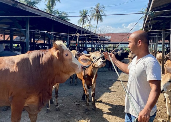 Aceh Terima Rp72,75 Miliar Bantuan Sapi Meugang dari Presiden Prabowo untuk Daerah Terdampak Bencana