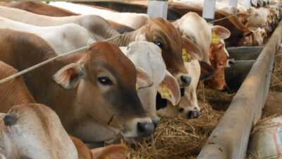 Cegah Virus Nipah, Babel Perketat Masuknya Hewan Ternak Jelang Ramadhan