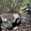 Update Kasus Pembunuhan Gajah Sumatera, Kejati Riau Terima SPDP 15 Tersangka