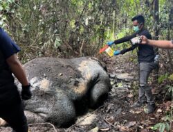 Update Kasus Pembunuhan Gajah Sumatera, Kejati Riau Terima SPDP 15 Tersangka