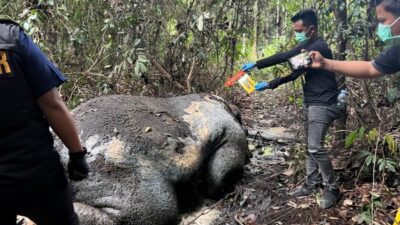 Update Kasus Pembunuhan Gajah Sumatera, Kejati Riau Terima SPDP 15 Tersangka