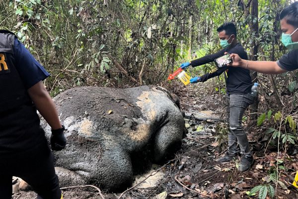 Update Kasus Pembunuhan Gajah Sumatera, Kejati Riau Terima SPDP 15 Tersangka