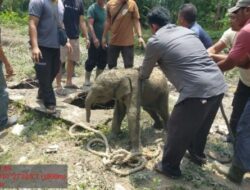 11 Gajah Mengamuk di Siak Usai Anaknya Terjebak Septic Tank